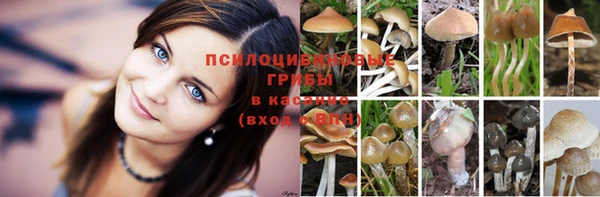 крисы Алзамай